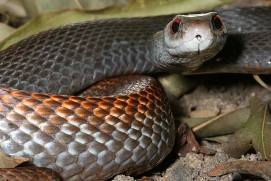 DJWilliams_2009_Oxyuranus-scutellatus_Papua-New-Guinea