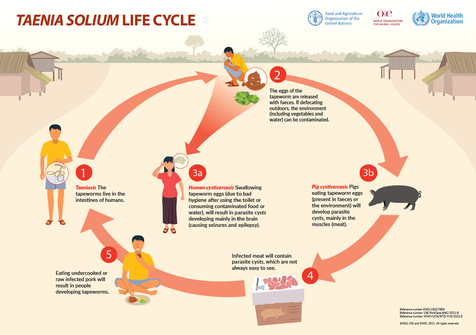 Teania Solium life cycle illustration